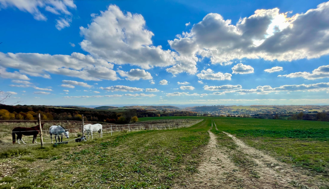 Malowniczy widok na konie pasące się na zielonej łące pod bezchmurnym niebem przy szosowej trasie rowerowej.